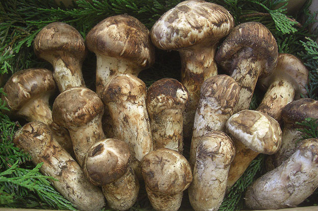 MATSUTAKE e-shop