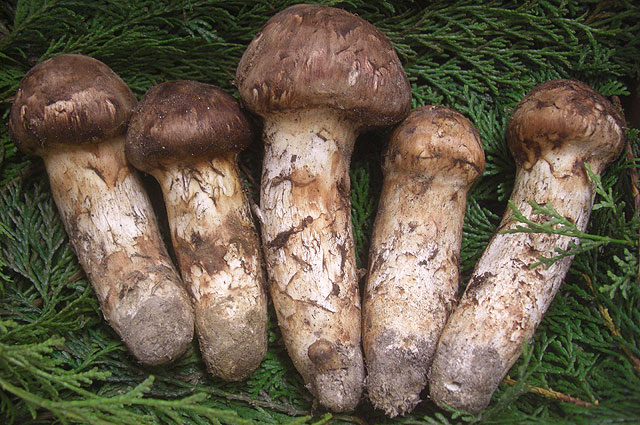 MATSUTAKE e-shop